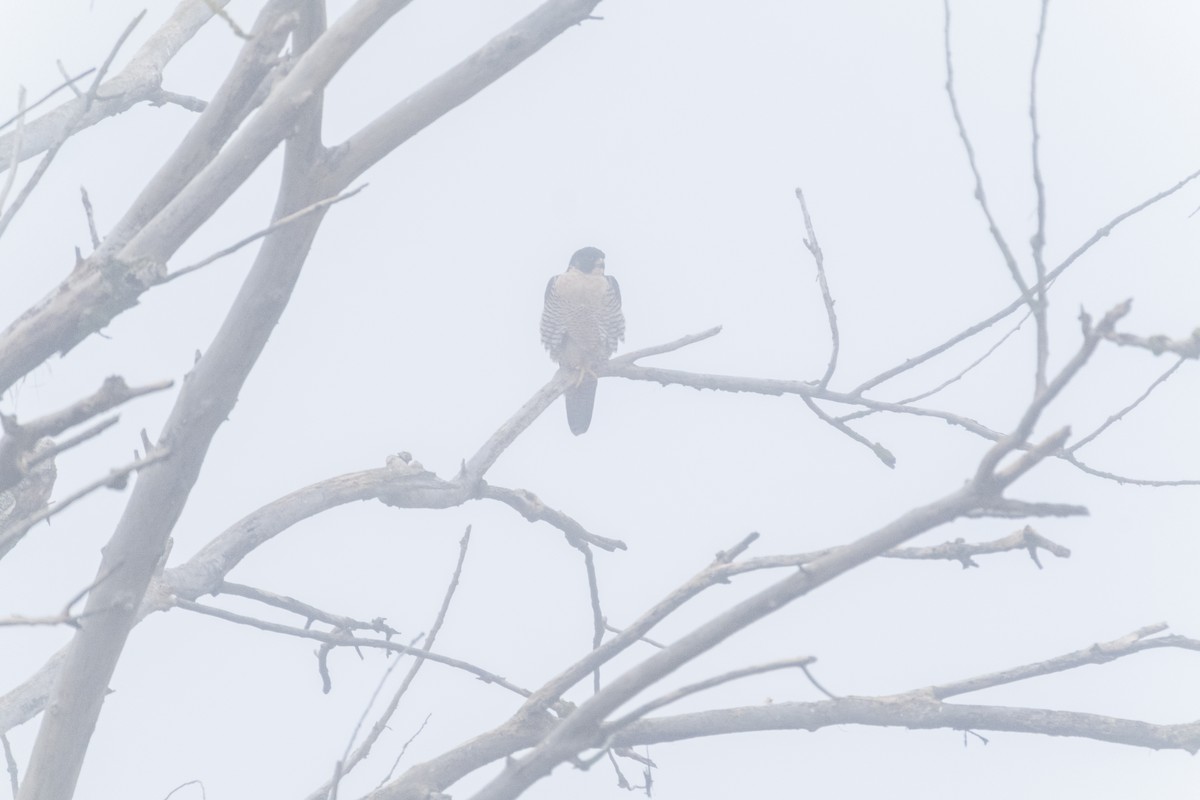 Peregrine Falcon (North American) - ML644148237