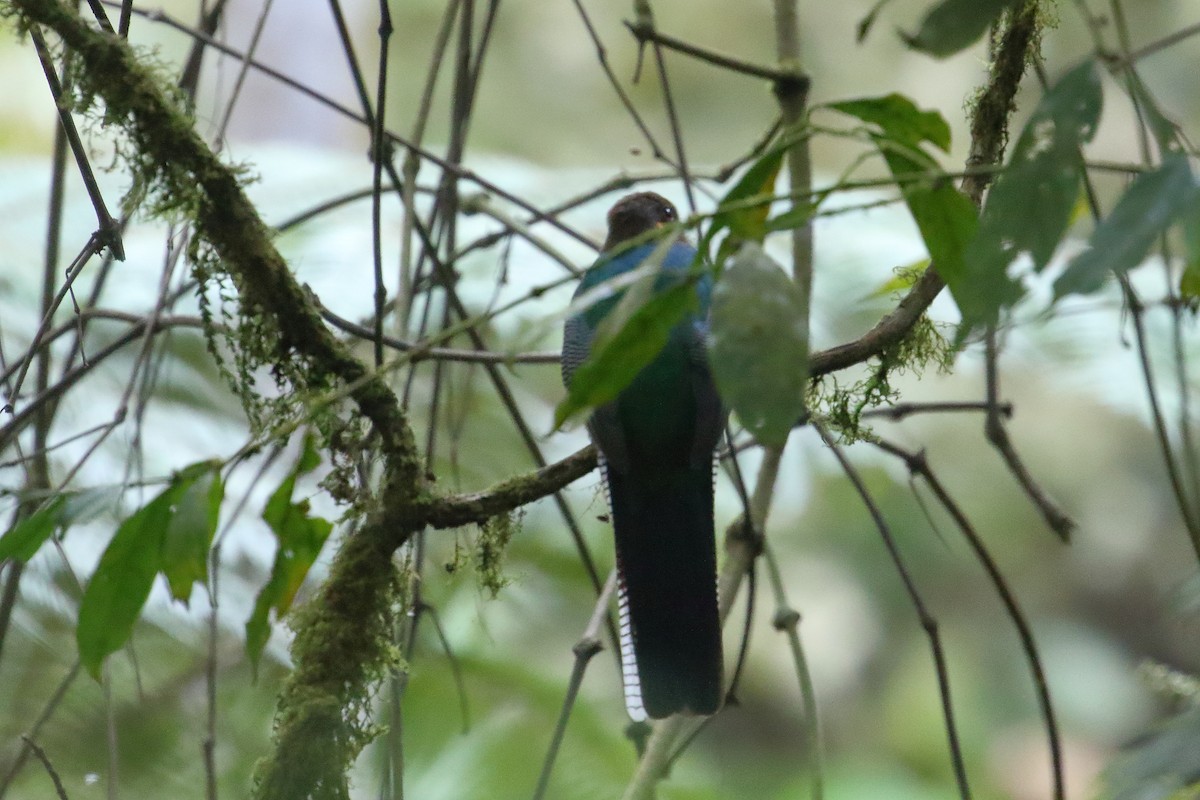 blåbeltetrogon - ML644148243