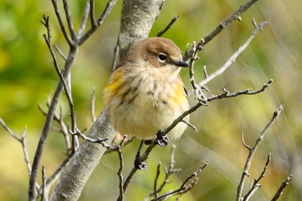 Yellow-rumped Warbler - ML644148247