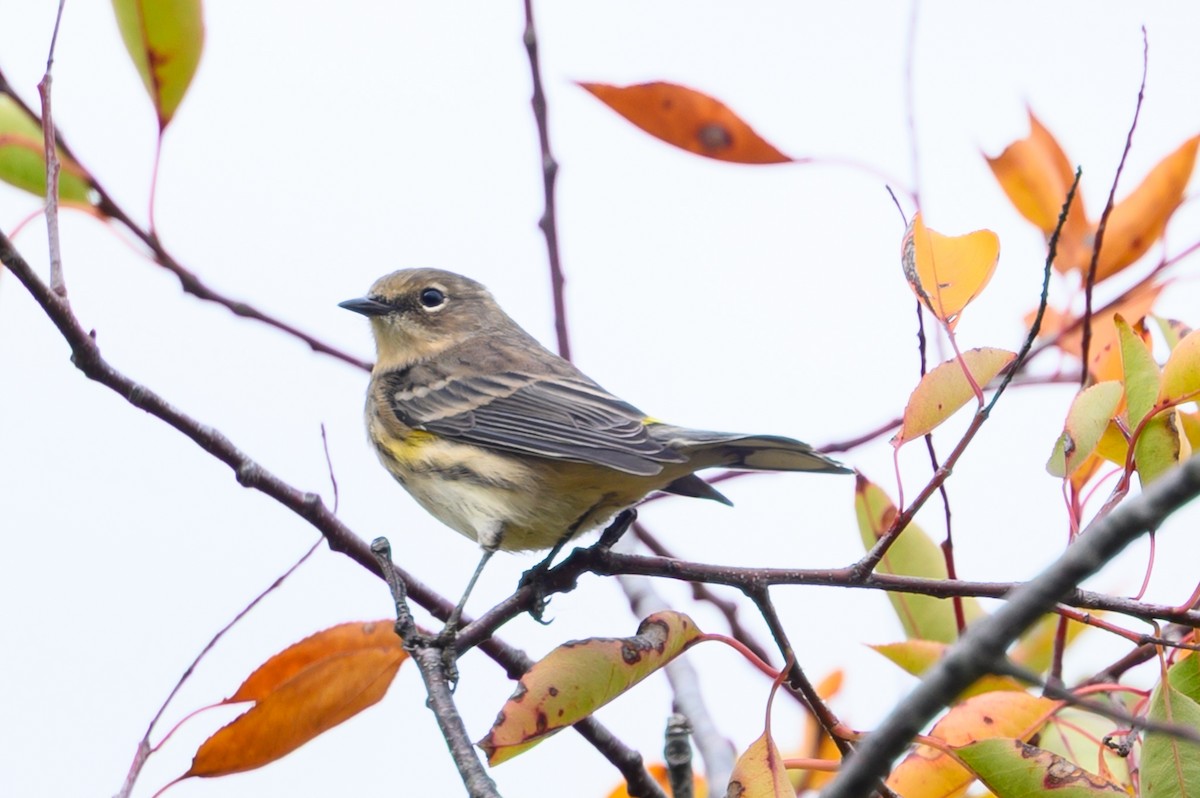 Yellow-rumped Warbler - ML644148248