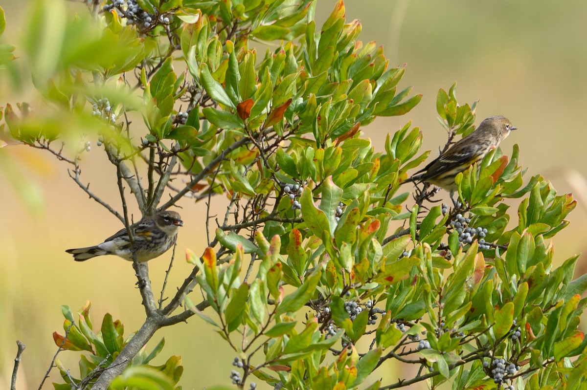 Yellow-rumped Warbler - ML644148249