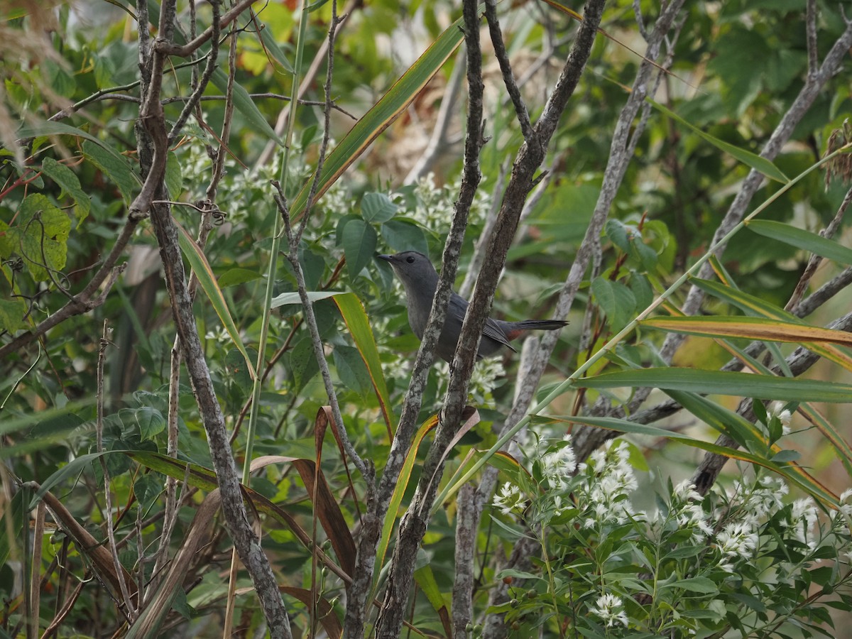 Gray Catbird - ML644148263