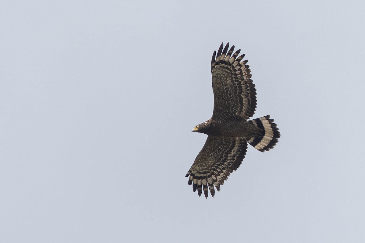 Crested Serpent-Eagle (Crested) - ML644148280
