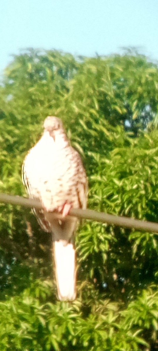 Scaled Dove - ML644148285