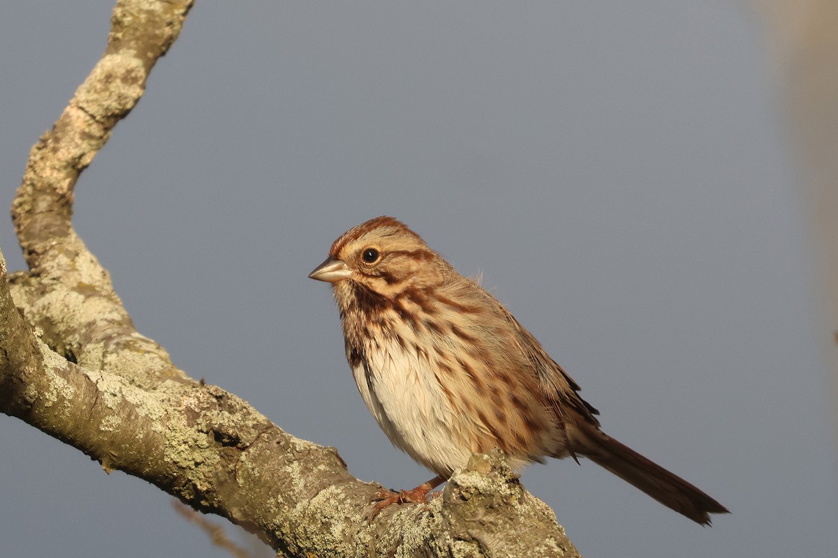 Song Sparrow (melodia/atlantica) - ML644148286