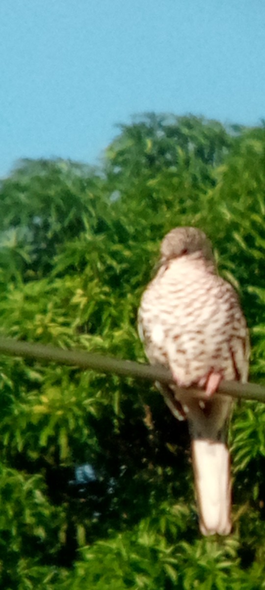 Scaled Dove - ML644148287