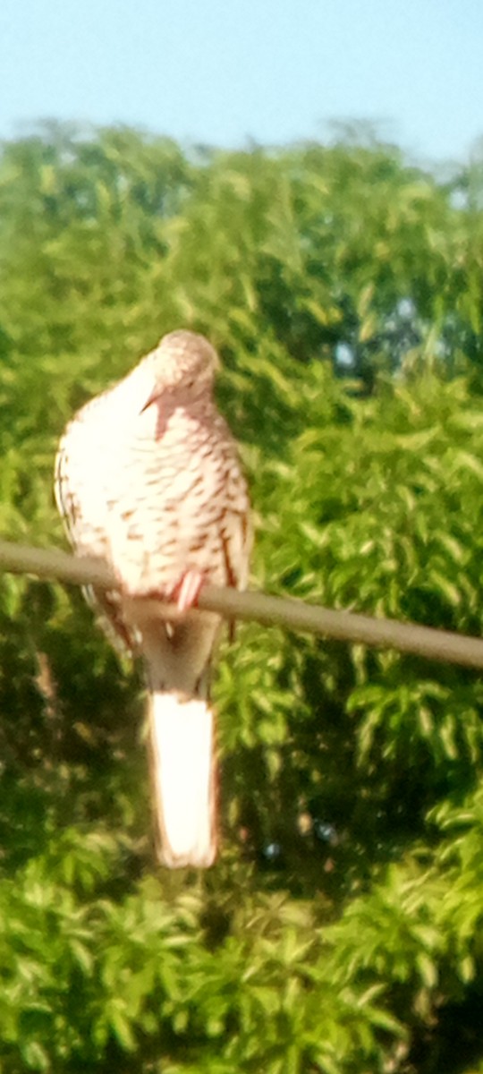Scaled Dove - ML644148288