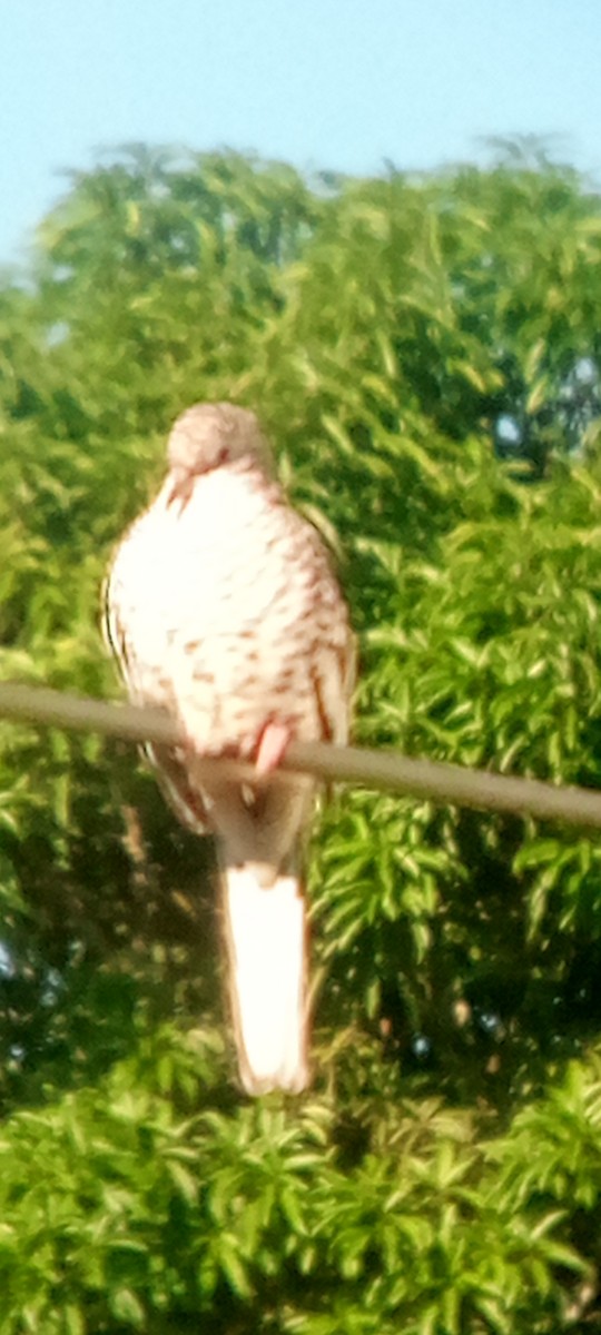 Scaled Dove - ML644148289