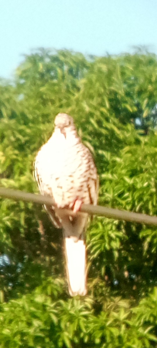 Scaled Dove - ML644148290