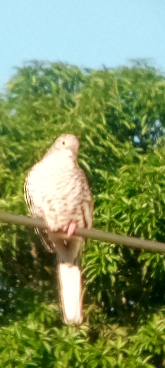 Scaled Dove - ML644148291