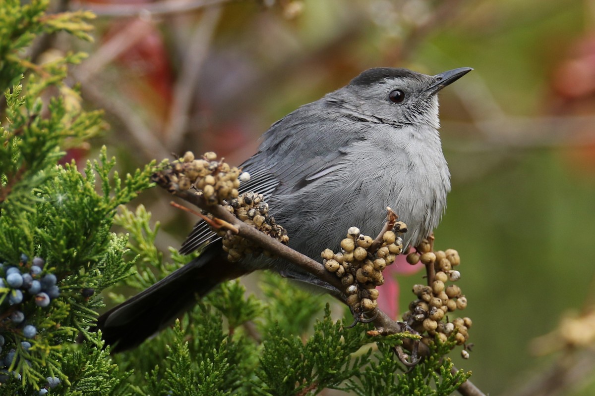 Gray Catbird - ML644148294