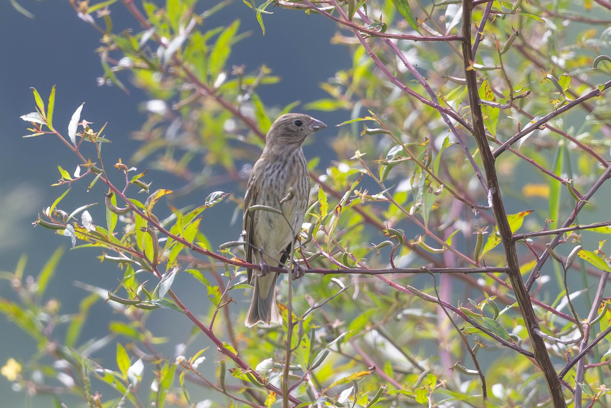 Camachuelo Carminoso - ML644148295