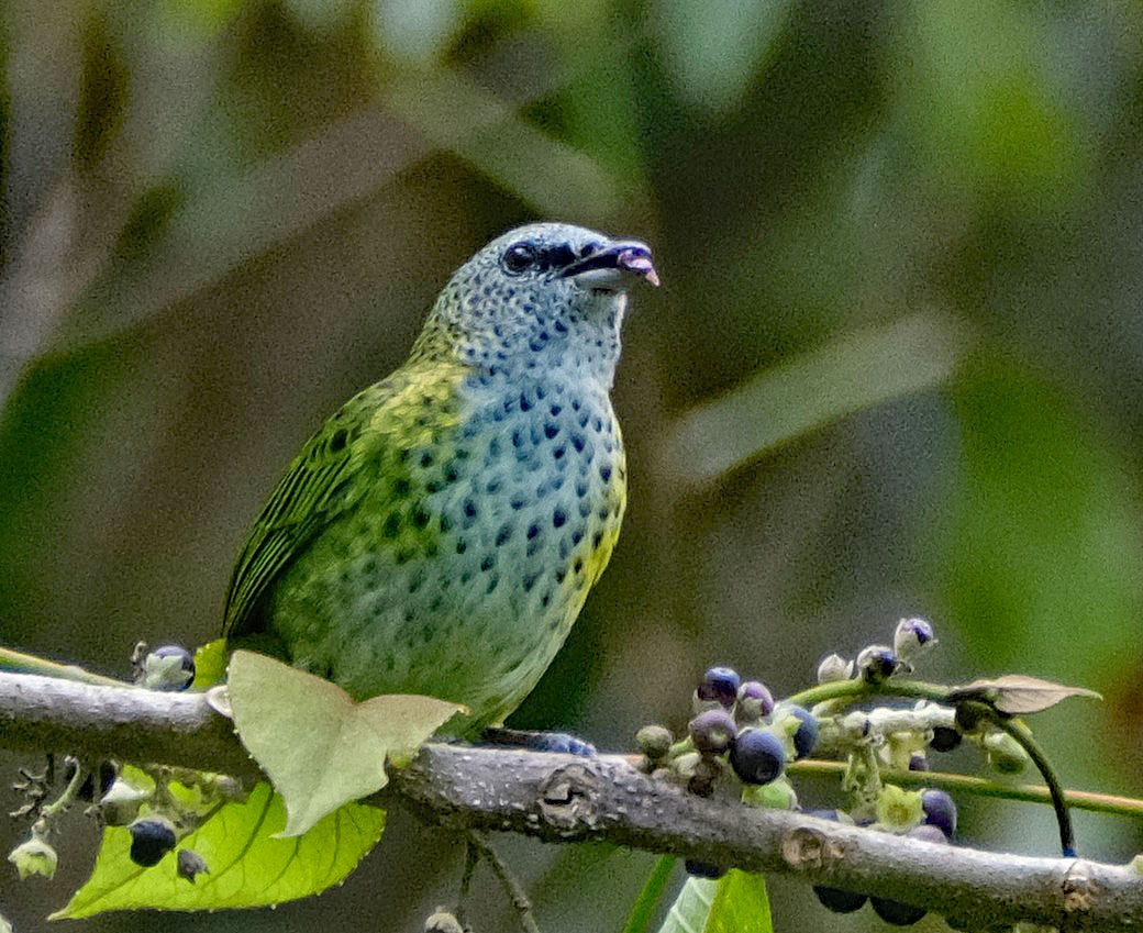 Spotted Tanager - ML644148303