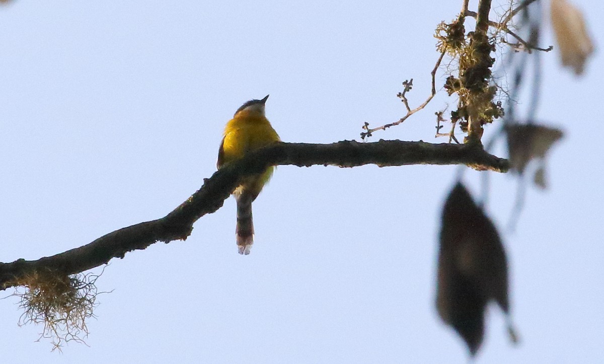hvitvingeapalis - ML644148306