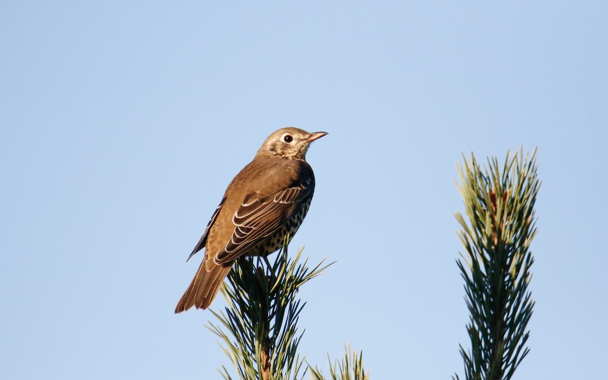 ヤドリギツグミ - ML644148319