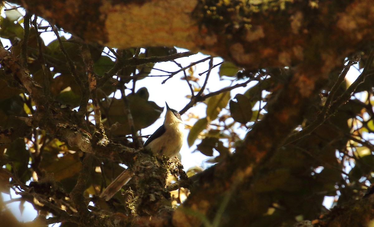 svarthodeapalis - ML644148323