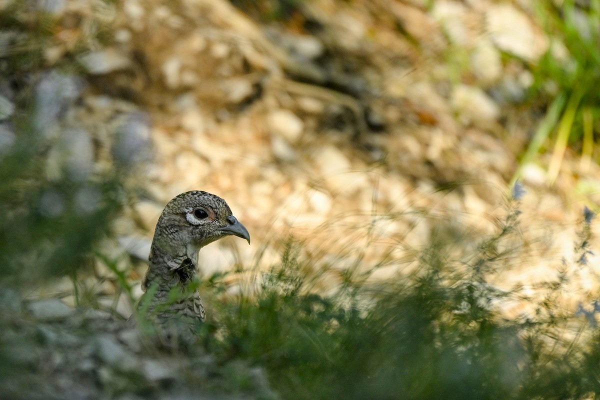 Jagdfasan - ML644148324