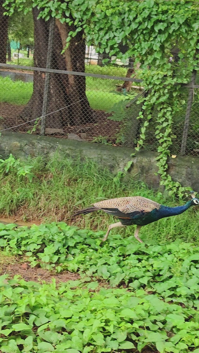 藍孔雀 - ML644148331