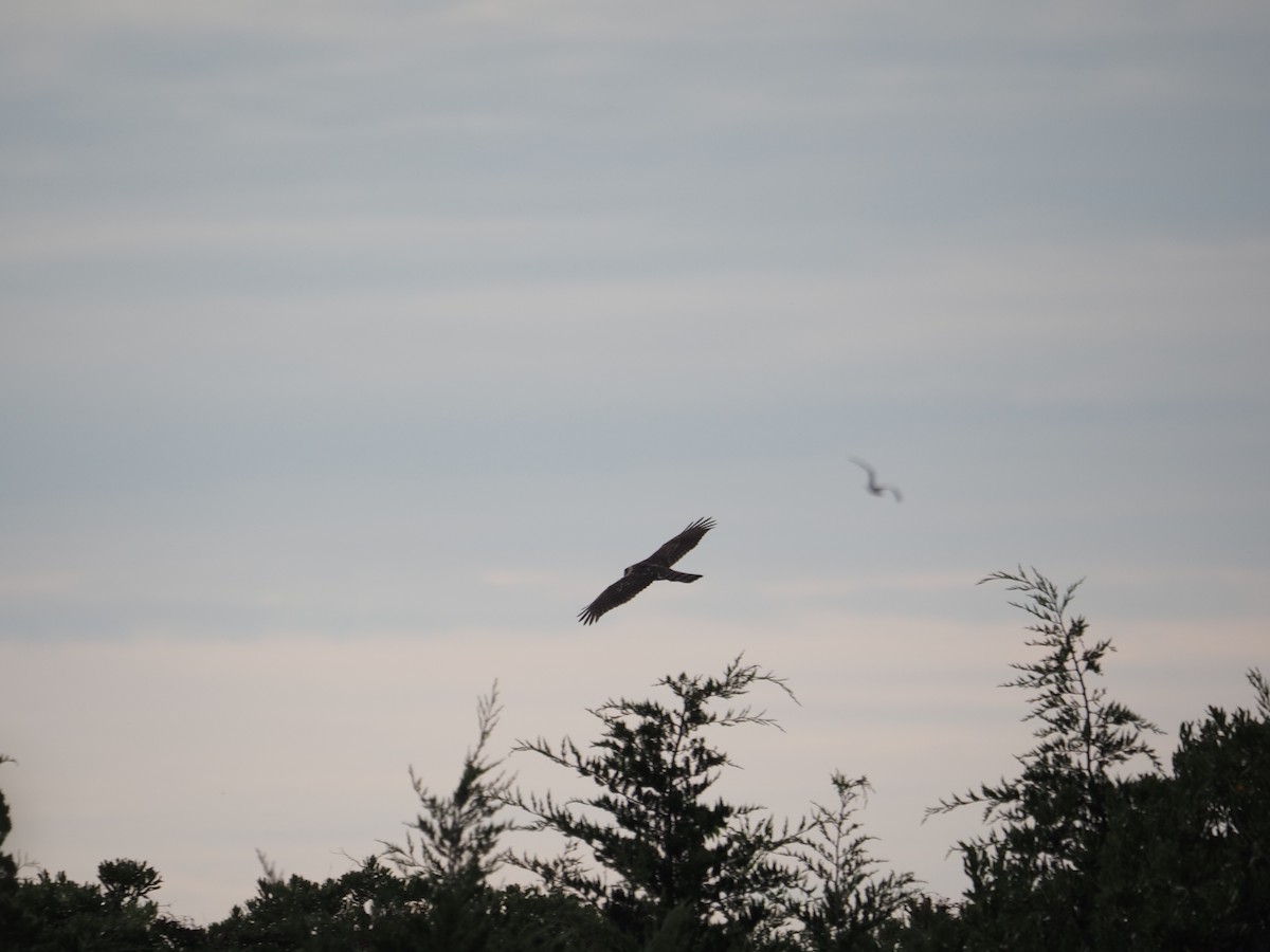 Northern Harrier - ML644148367