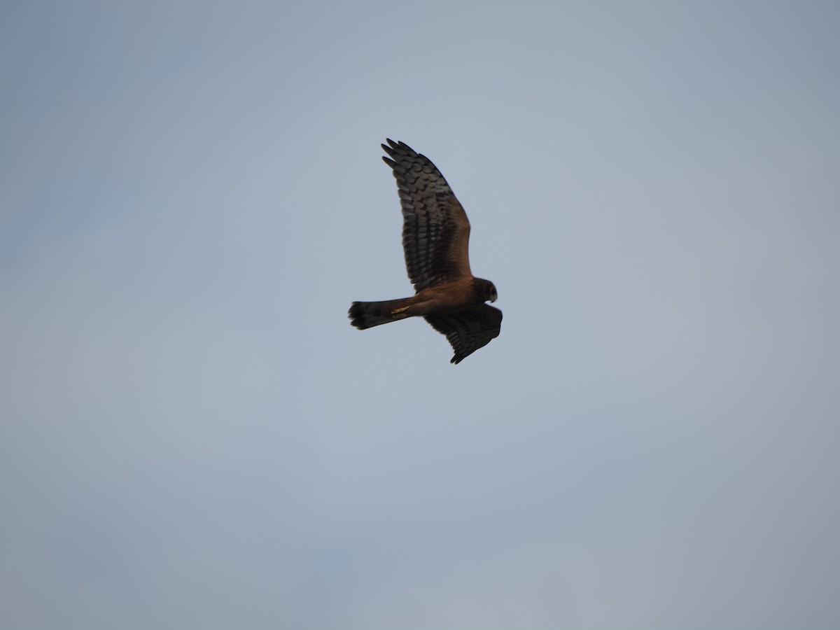 Northern Harrier - ML644148368