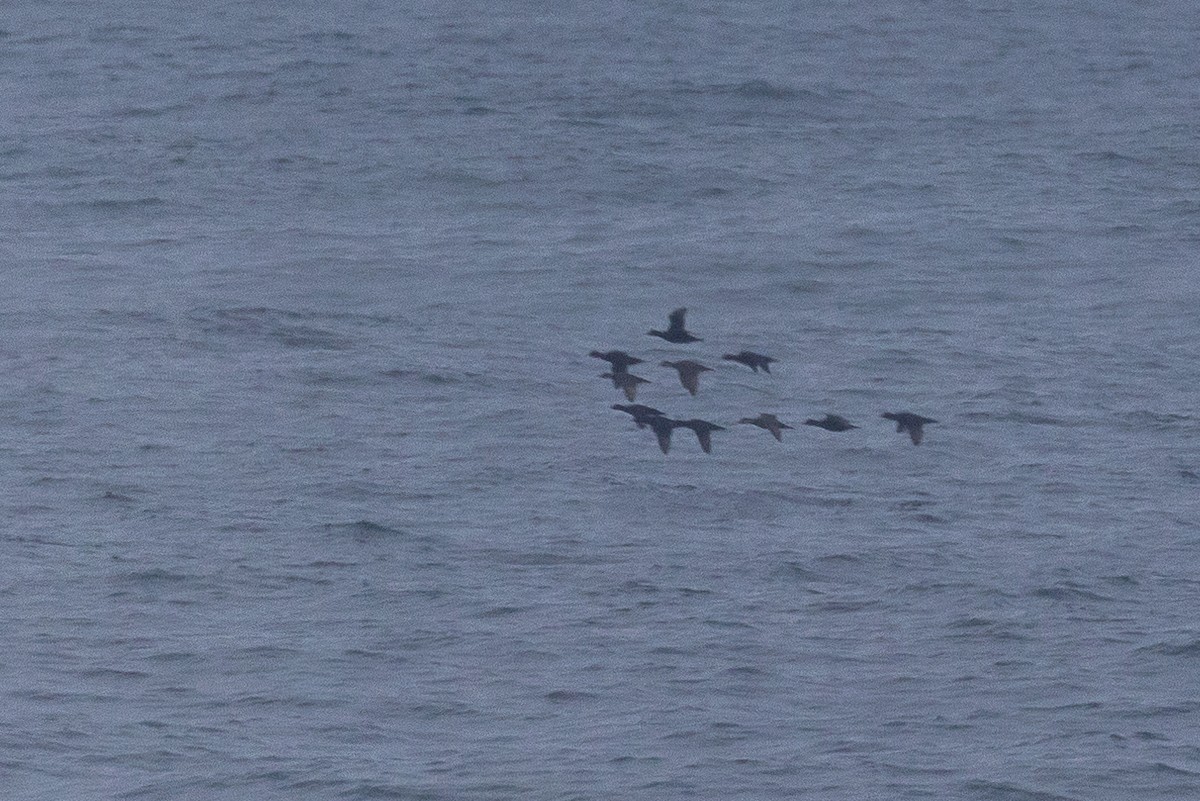 ヨーロッパクロガモ - ML644148374