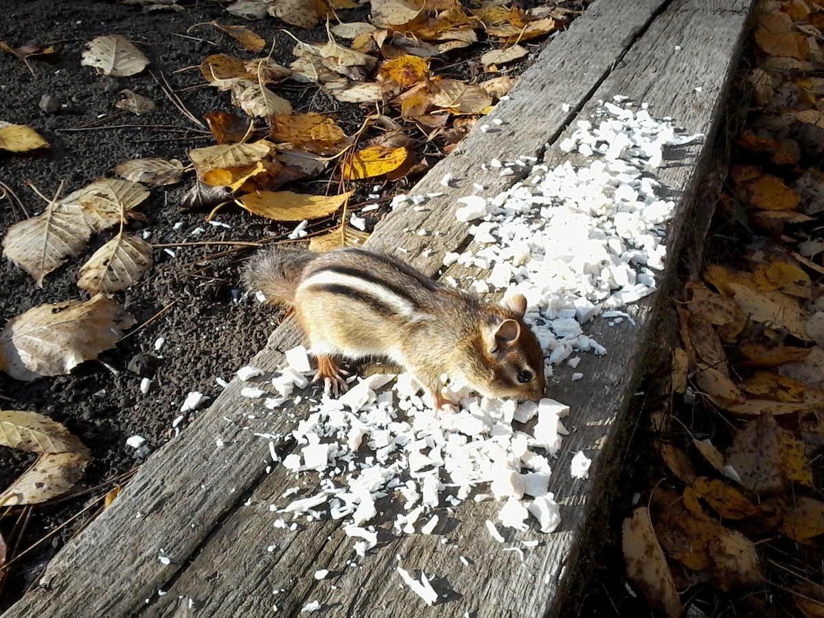 Eastern Chipmunk - ML644148375