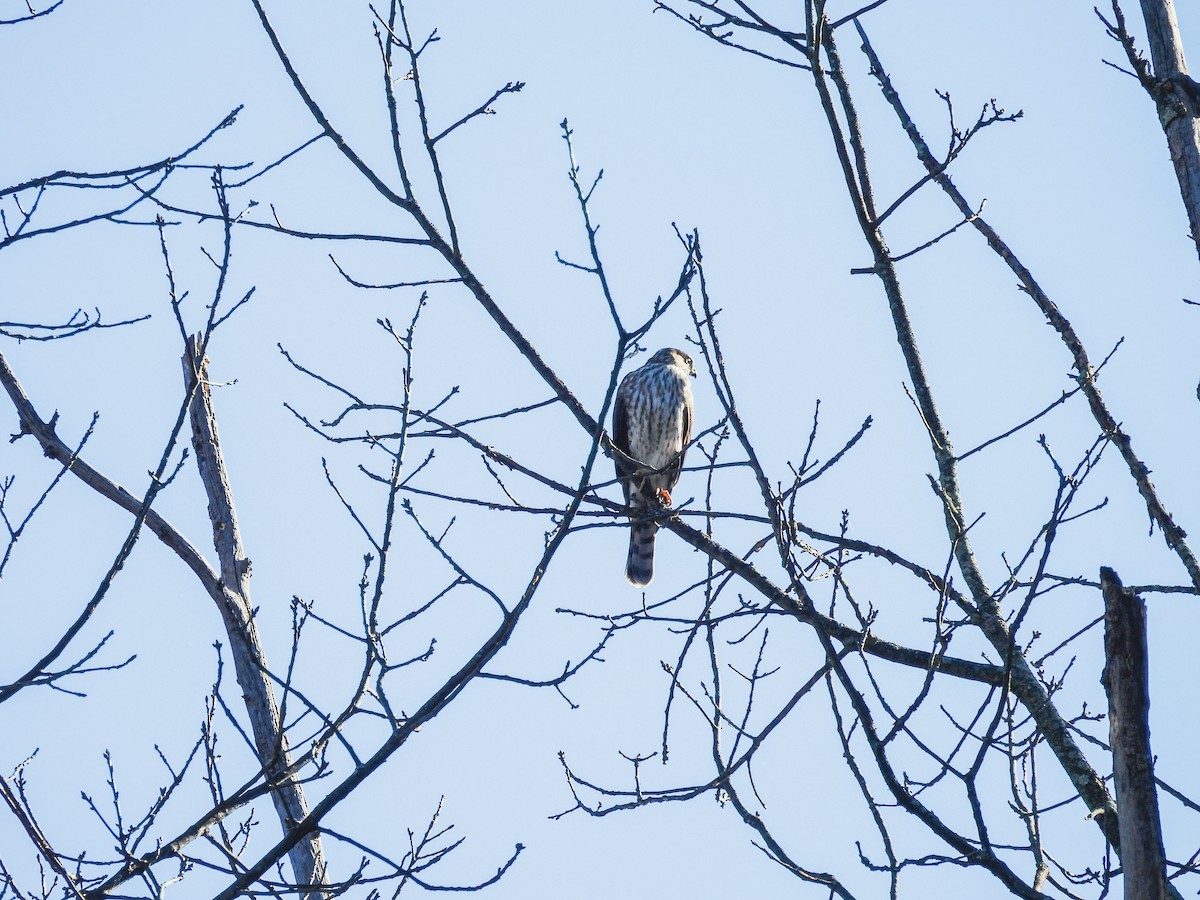 Sharp-shinned Hawk - ML644148406