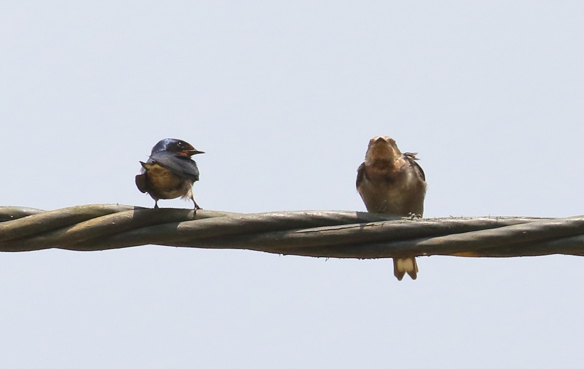 Angola Swallow - ML644148413