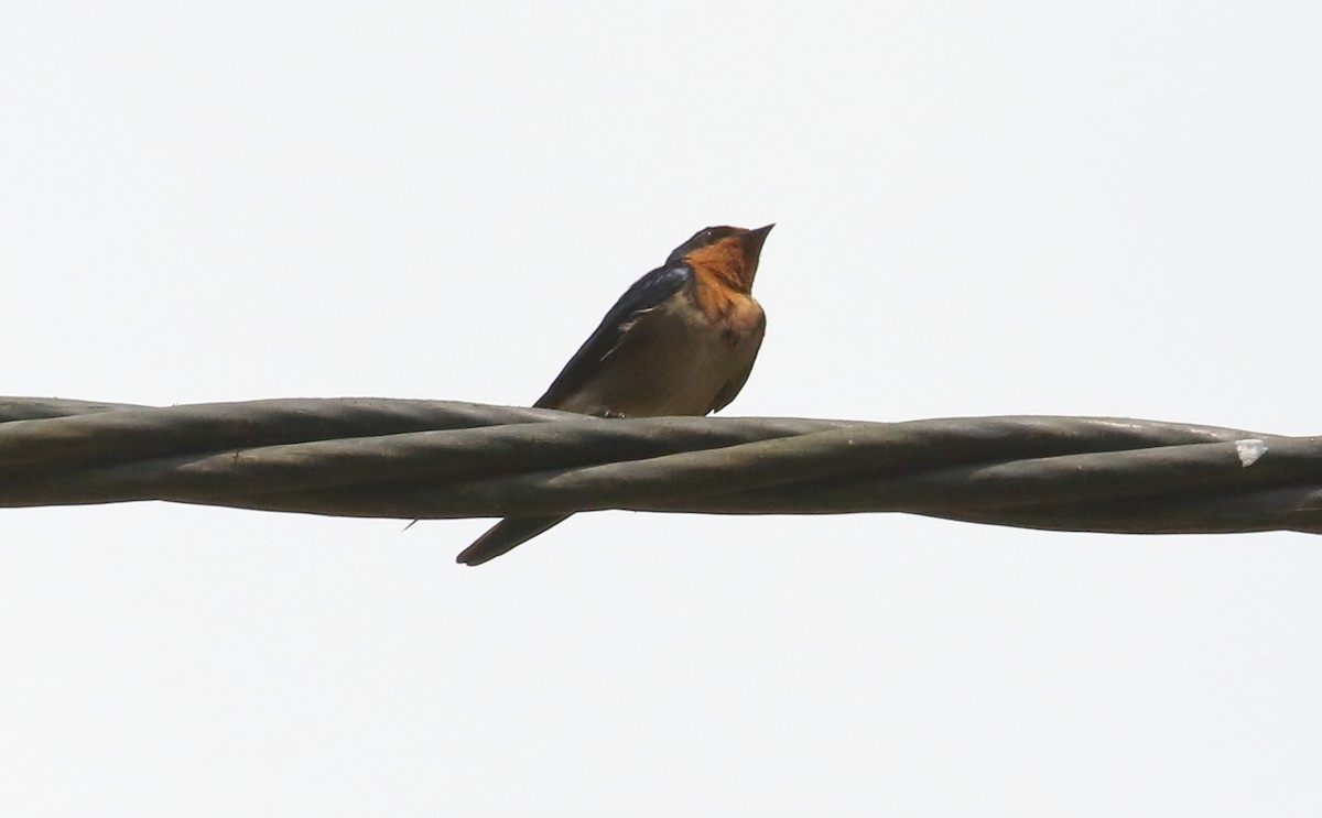 Angola Swallow - ML644148414
