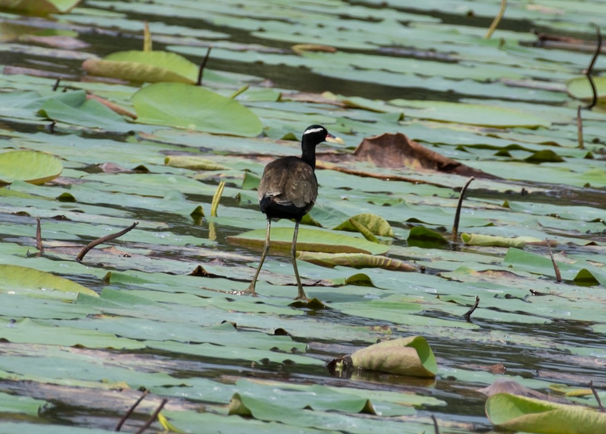 Bronze-winged Jacana - ML644148416