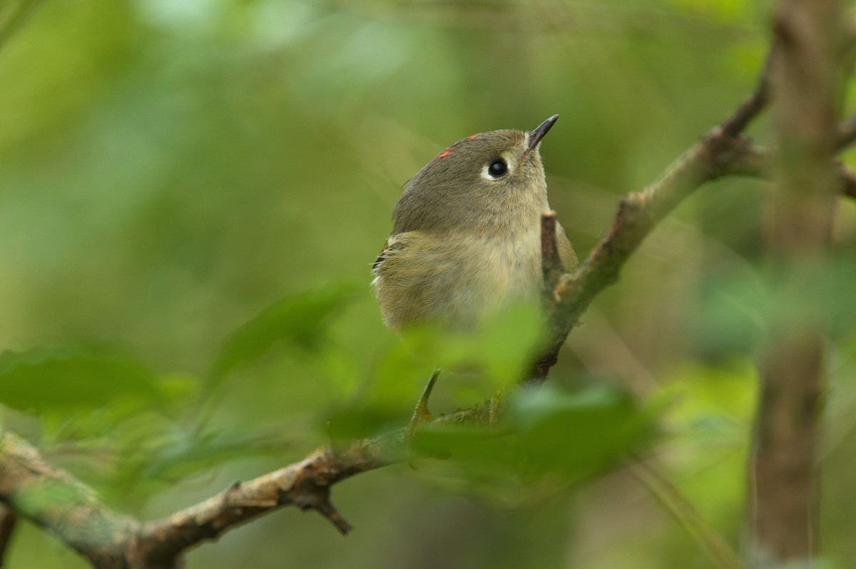 Ruby-crowned Kinglet - ML644148449