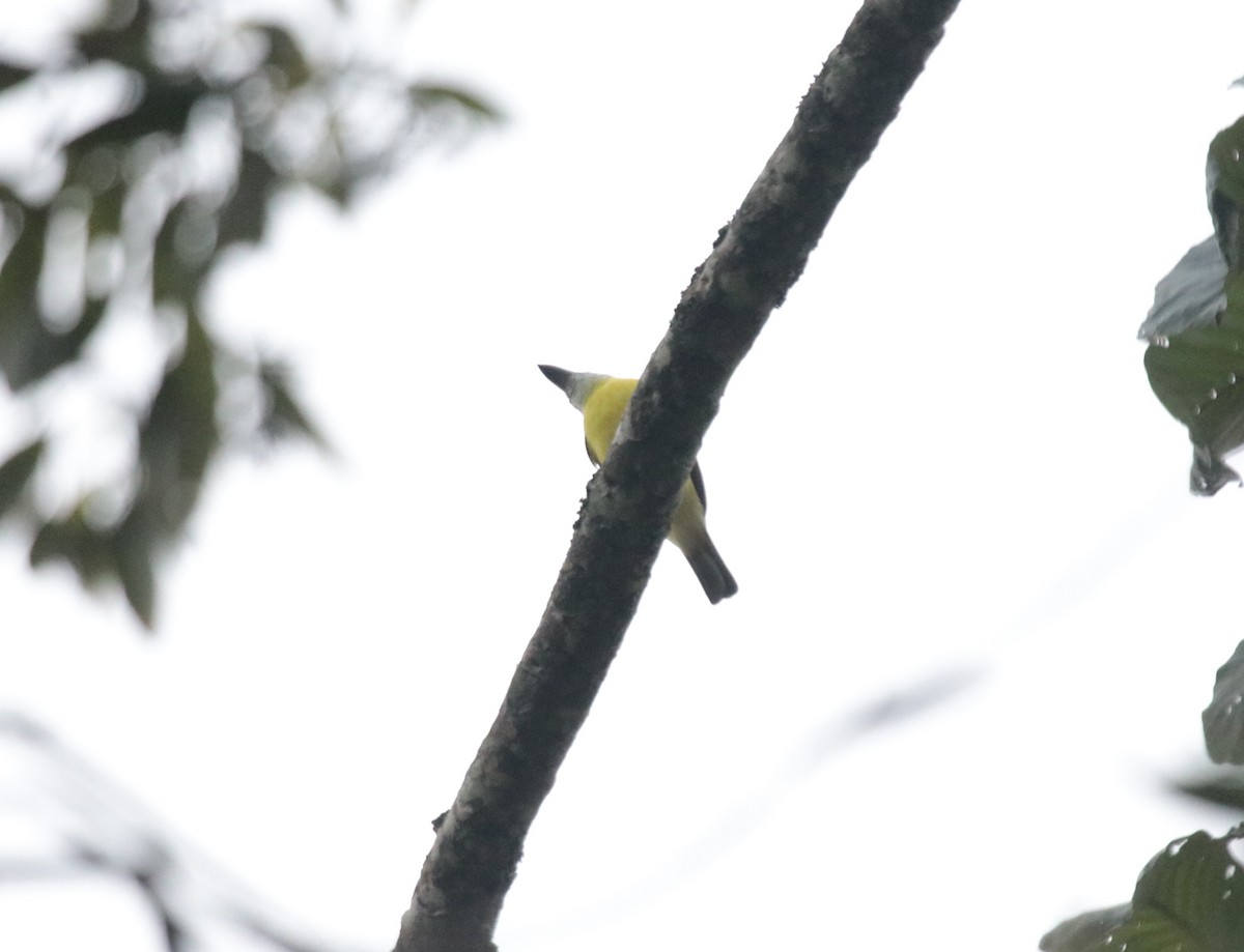 Boat-billed Flycatcher - ML644148450