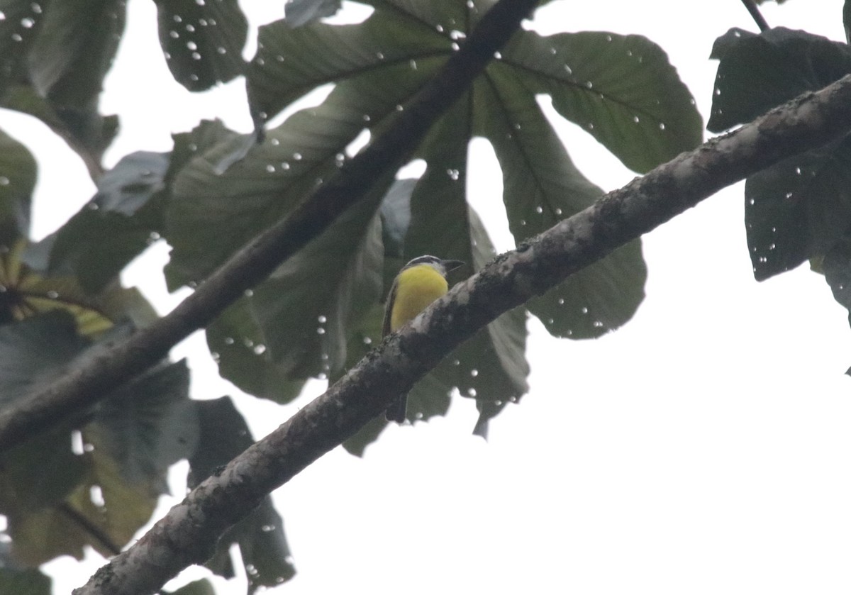 Boat-billed Flycatcher - ML644148451