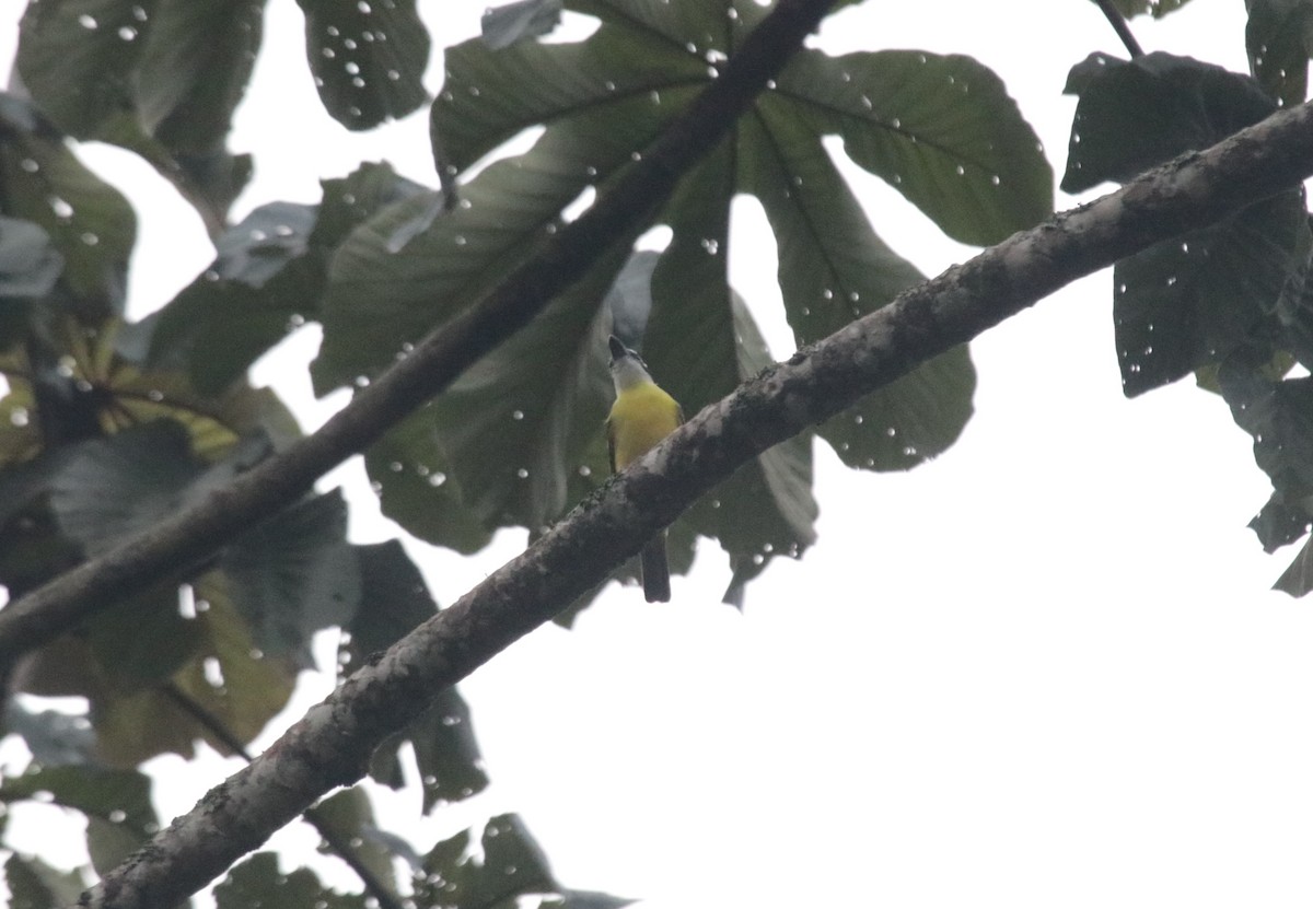 Boat-billed Flycatcher - ML644148452