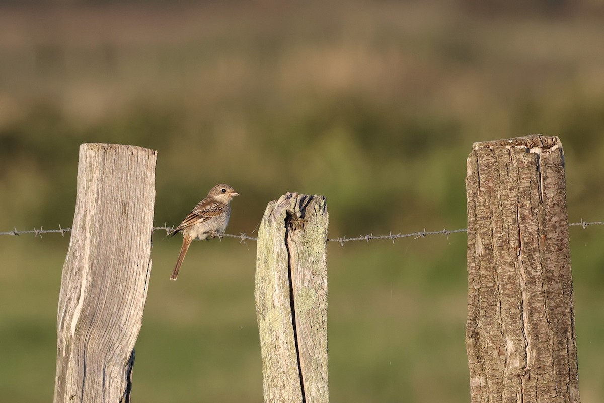 Woodchat Shrike - ML644148465