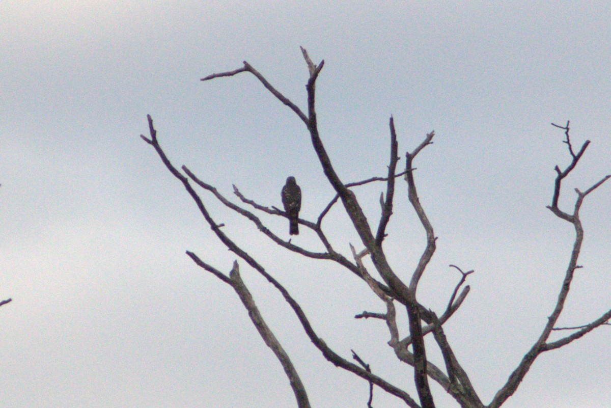 Sharp-shinned Hawk - ML644148472