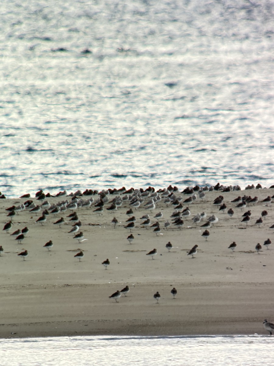 Dunlin - ML644148475