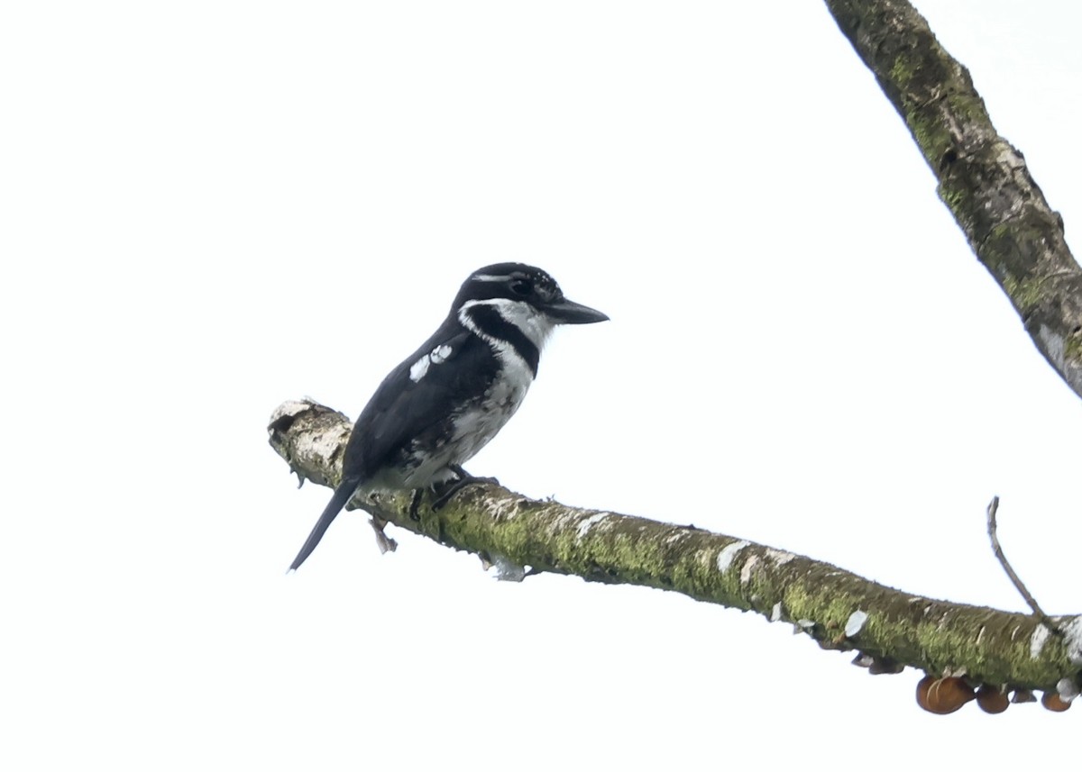 シロクロオオガシラ - ML644148481