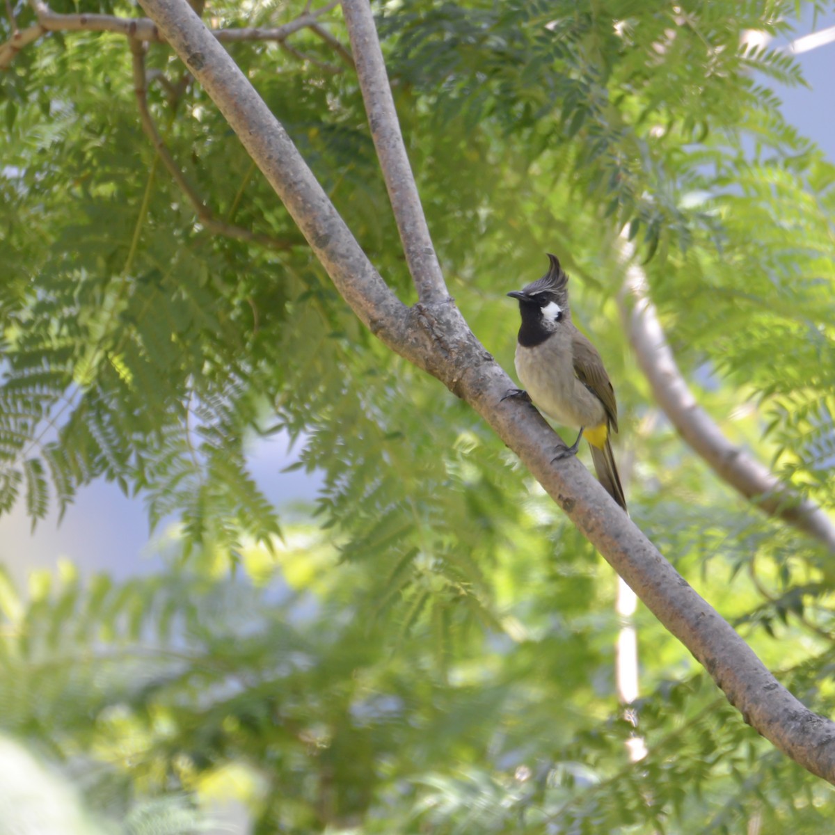 Himalayan Bulbul - ML644148484