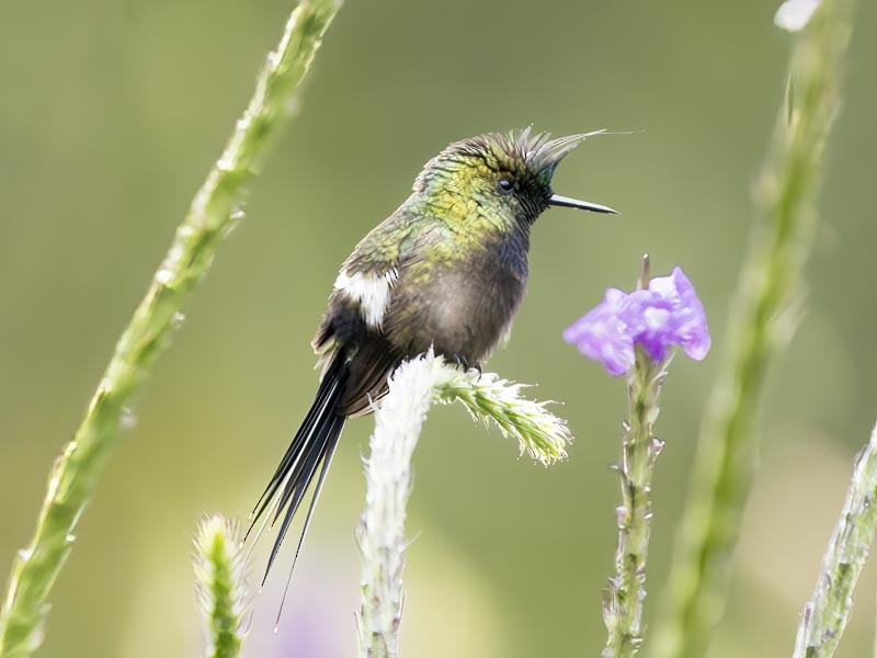 Wire-crested Thorntail - ML644148489