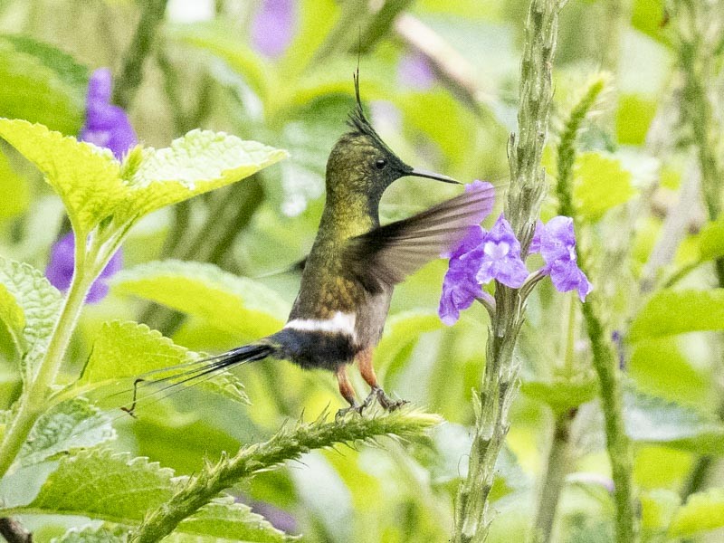 Wire-crested Thorntail - ML644148490