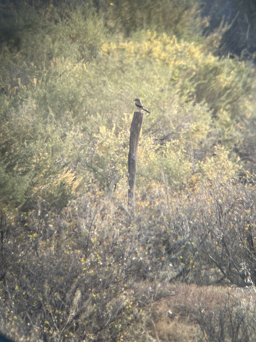 Northern Shrike - ML644148496