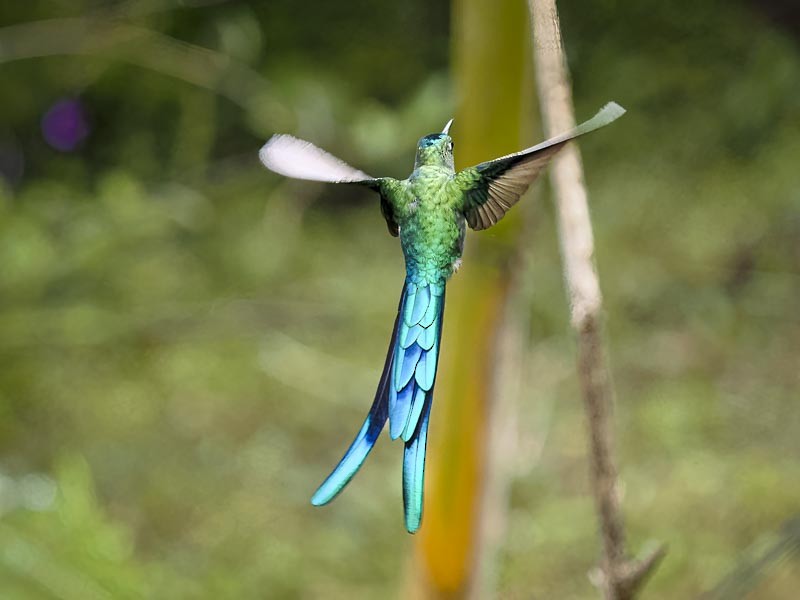 Long-tailed Sylph - ML644148500