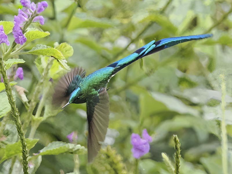 Long-tailed Sylph - ML644148501