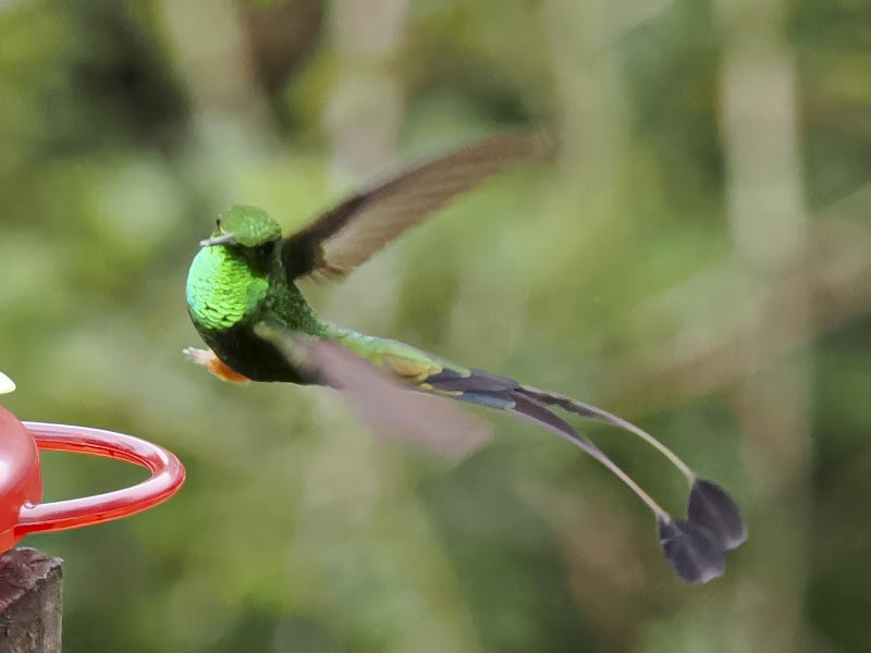 Peruvian Racket-tail - ML644148513