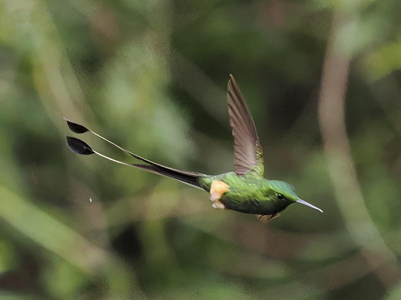 Peruvian Racket-tail - ML644148515