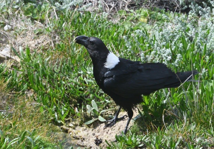 White-necked Raven - ML644148522