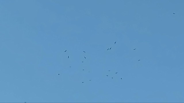 Black Kite - ML644148526