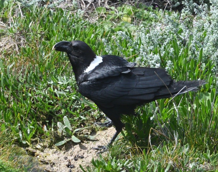 White-necked Raven - ML644148529
