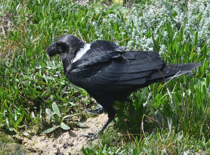 White-necked Raven - ML644148538